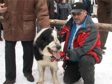 Foto caini ciobanesti - Borsa (c) eMaramures.ro